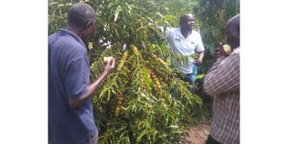 Coffee farming gaining traction in Bukedi region