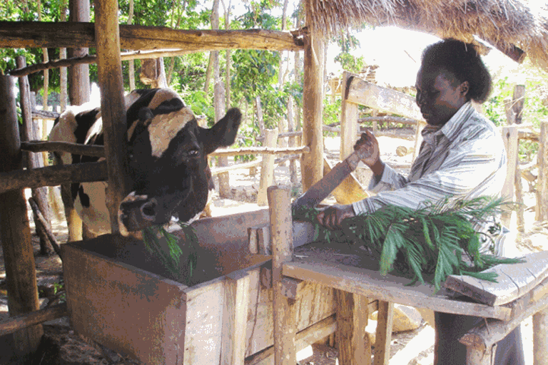 Is it economically viable to keep local breeds of cattle? - Daily Monitor