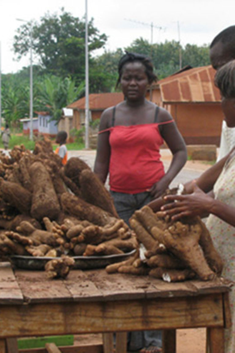 Scientists link up to introduce West African yams in Uganda Daily Monitor