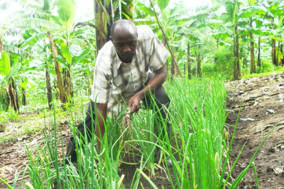 Enjoying The Benefits Of Intercropping Varieties | Monitor