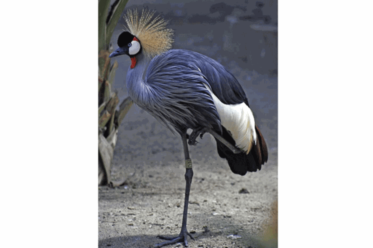 Flag of Uganda, Crested Crane, Colors & Meaning