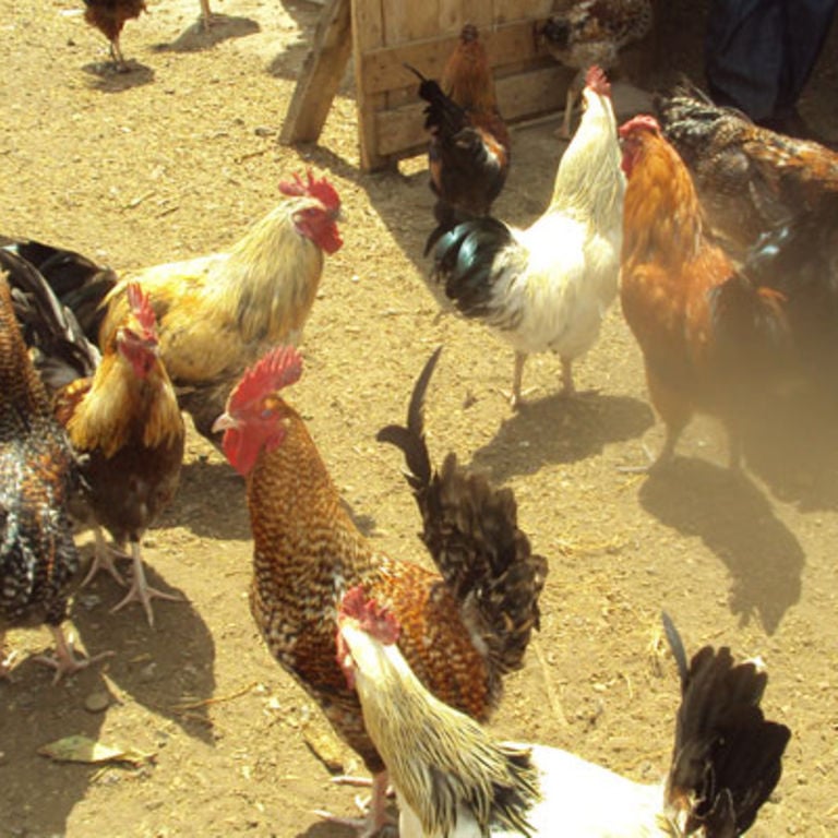 Pros and cons of rearing chicken on a free range or in confinement ...