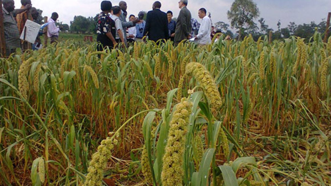 Introducing foxtail millet in Uganda - Daily Monitor