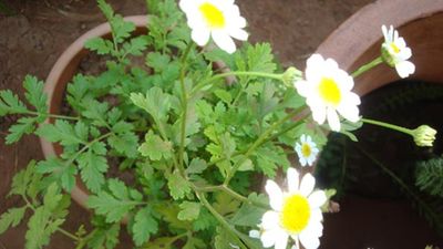 24+ Feverfew flower juice ideas in 2021 