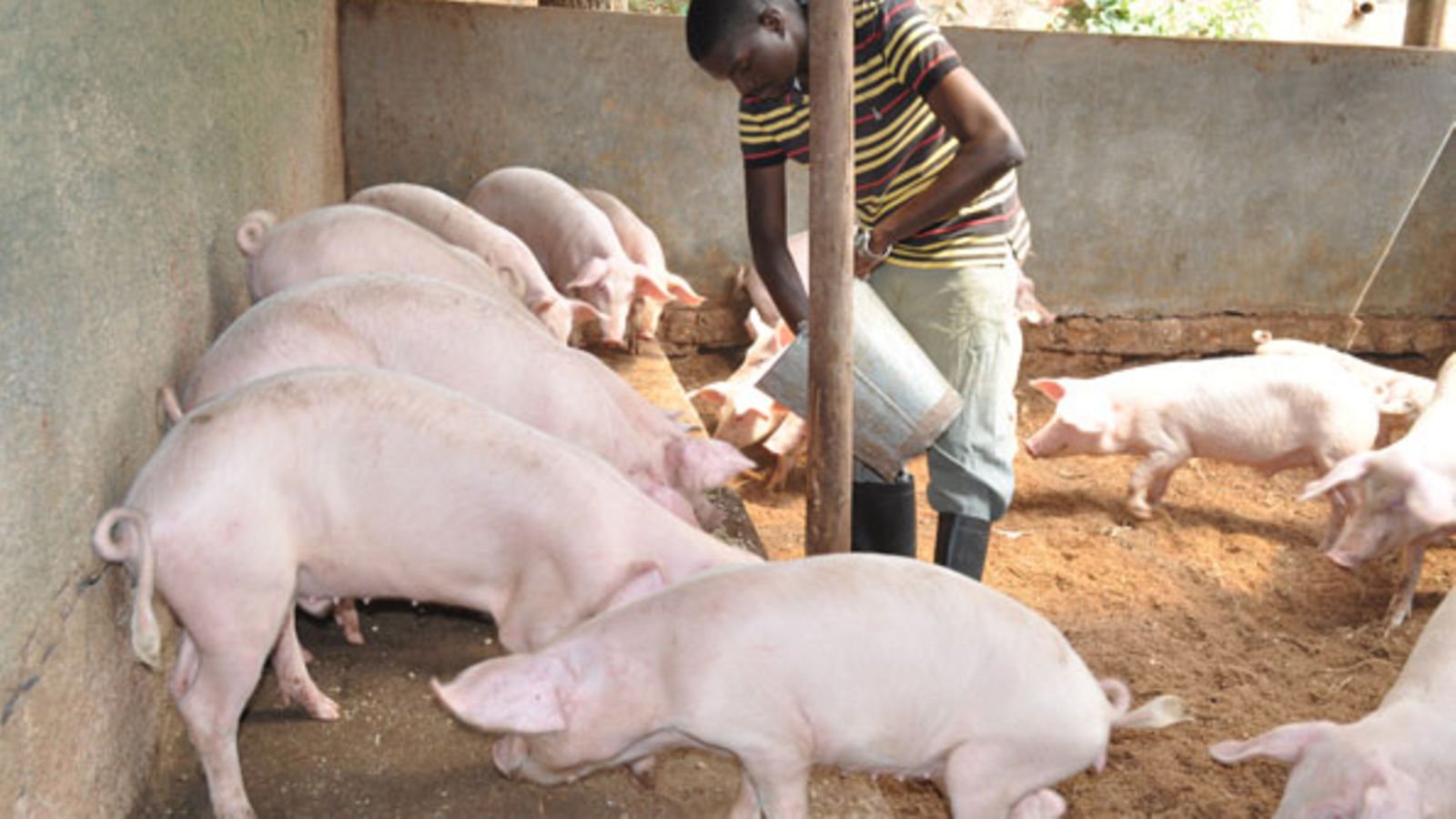 buy pig pure farming