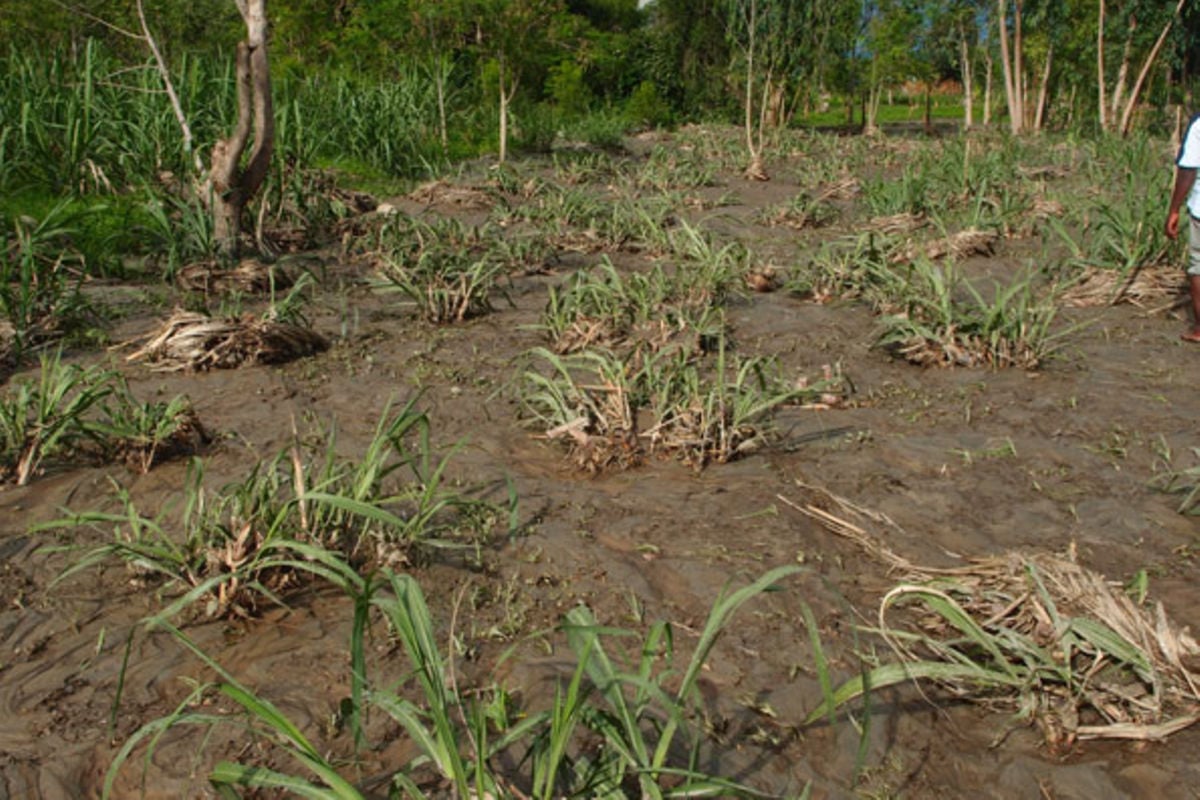 Universities Join Efforts To Combat Climate Change In East Africa Monitor   Seeds03 Pic 