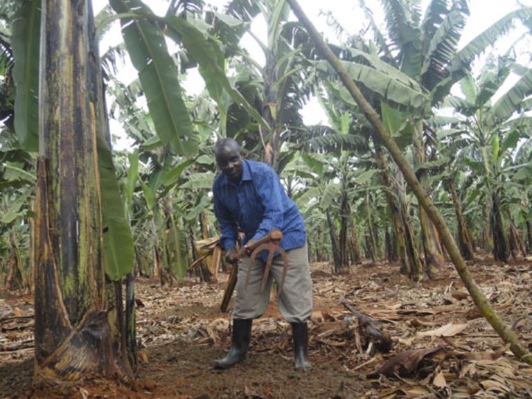 How banana growing turned around the life of a drunkard - Daily Monitor