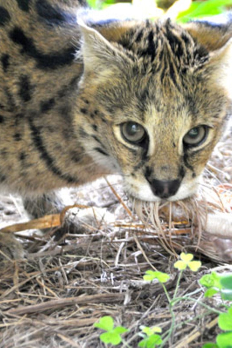 Serval: The shy cat brother - Daily Monitor