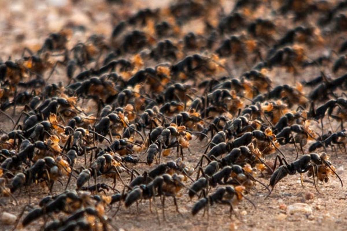 African Ants Rescue Their Wounded Soldiers- Study | Monitor