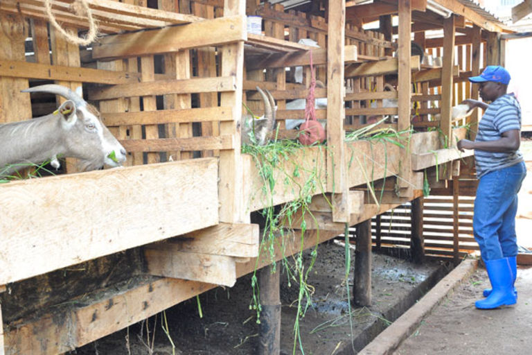 How to construct best goat shelter Daily Monitor