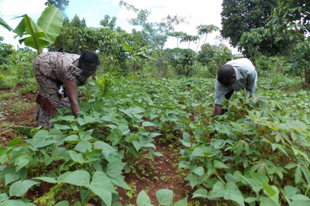 uganda-s-biggest-agricultural-problems-monitor