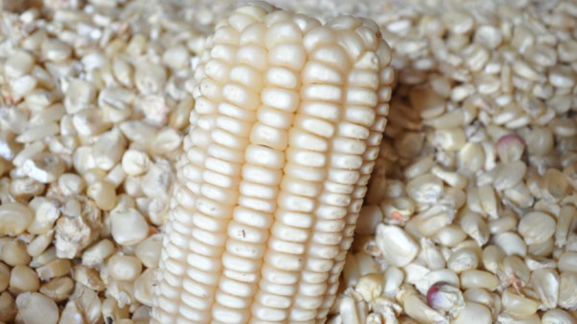 low-maize-prices-try-value-addition-daily-monitor