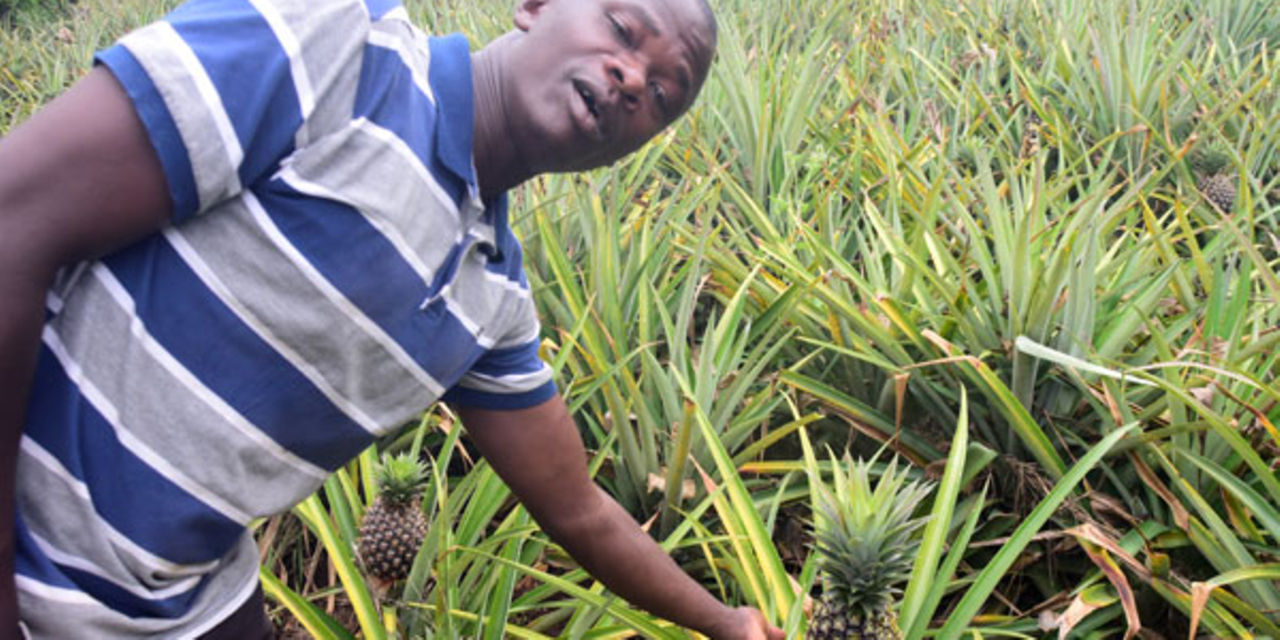 Pineapple a game changer for Luwero farmers Monitor