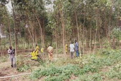 eucalyptus reserves nfa lwengo condemns planting wetland