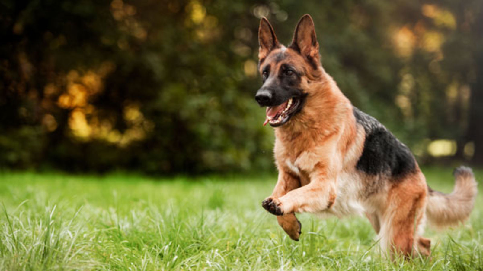 Solve Beautiful German Shepherd..talk about alert! jigsaw