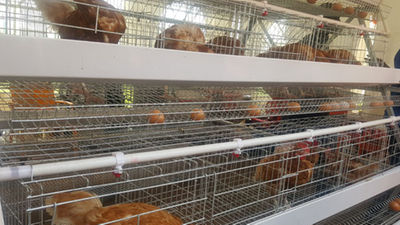 Try Out The Poultry Battery Cages Daily Monitor