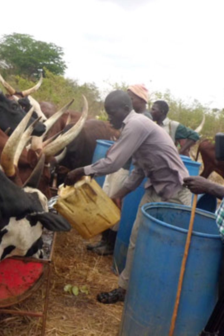 best-ways-to-fatten-cattle-daily-monitor