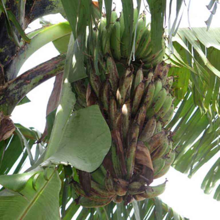 Deadly banana disease: Locals call for government intervention - Daily ...