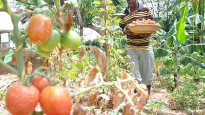 Growing High Breed Tomatoes Daily Monitor