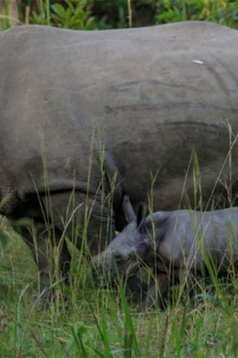 texas safari ranch rhino