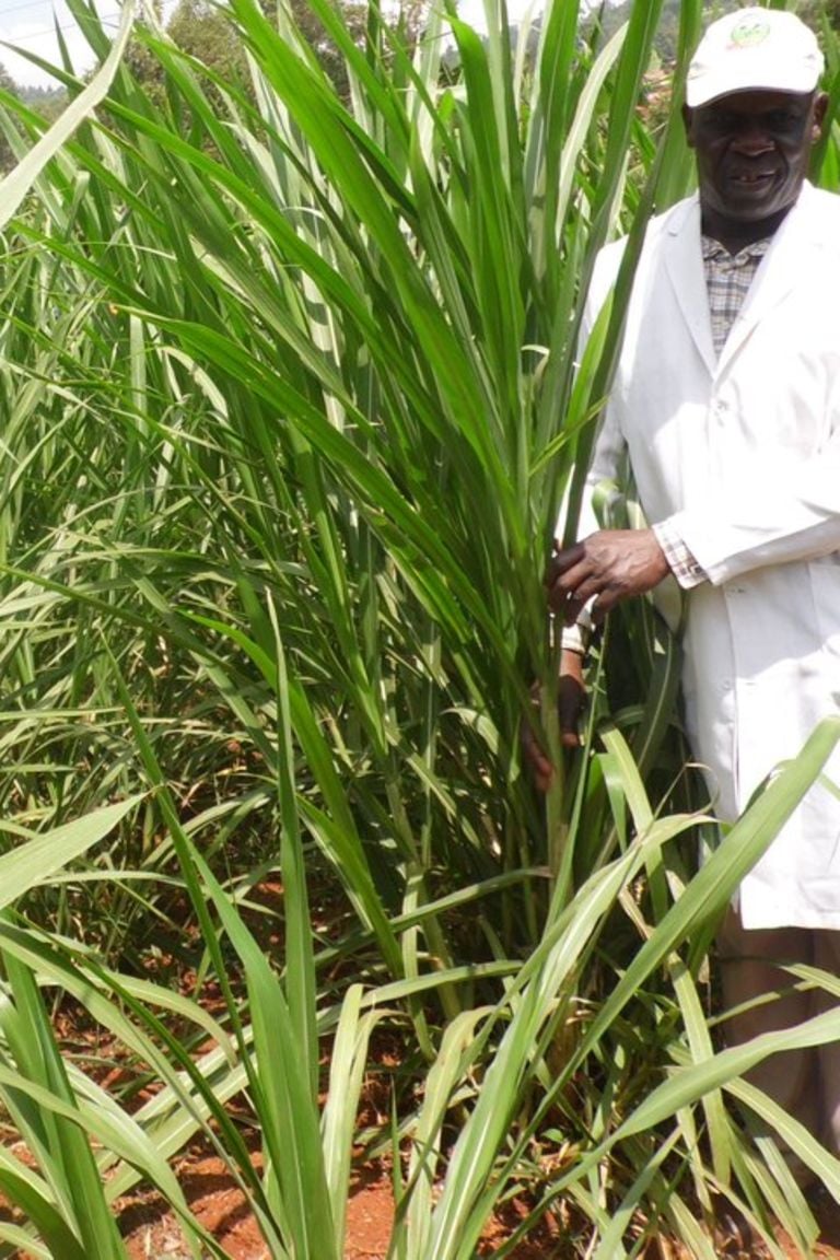 how-to-plant-napier-grass-for-your-livestock-daily-monitor