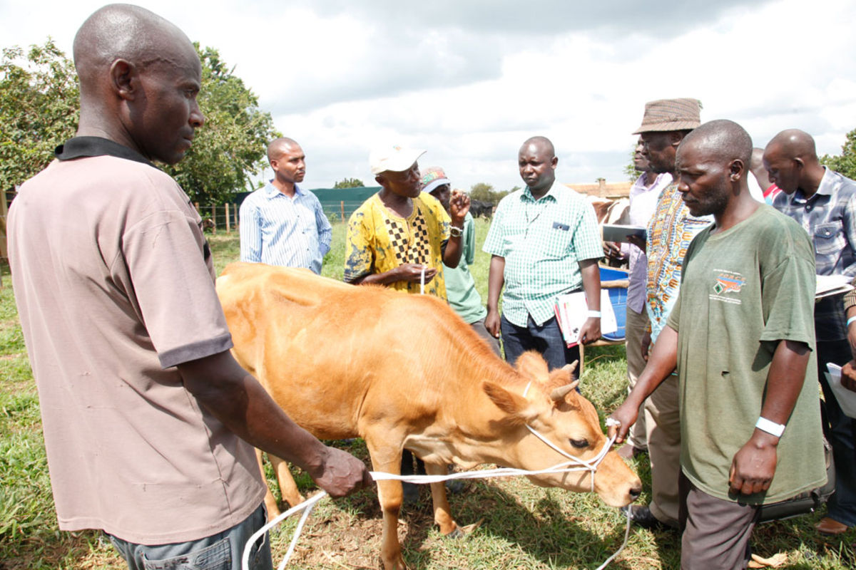 how-to-feed-a-dairy-cow-for-more-milk-monitor