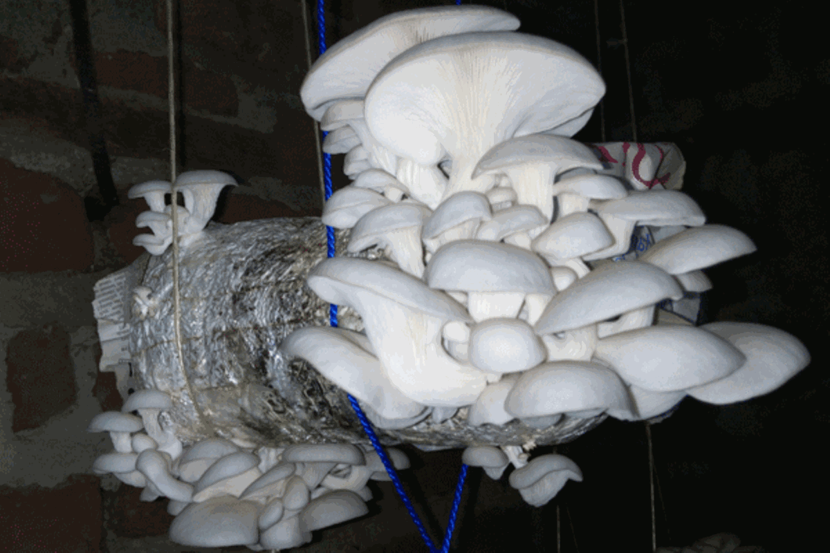 oyster mushrooms farm