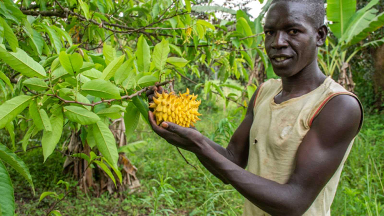 Le fruit miracle, le fruit du futur ?